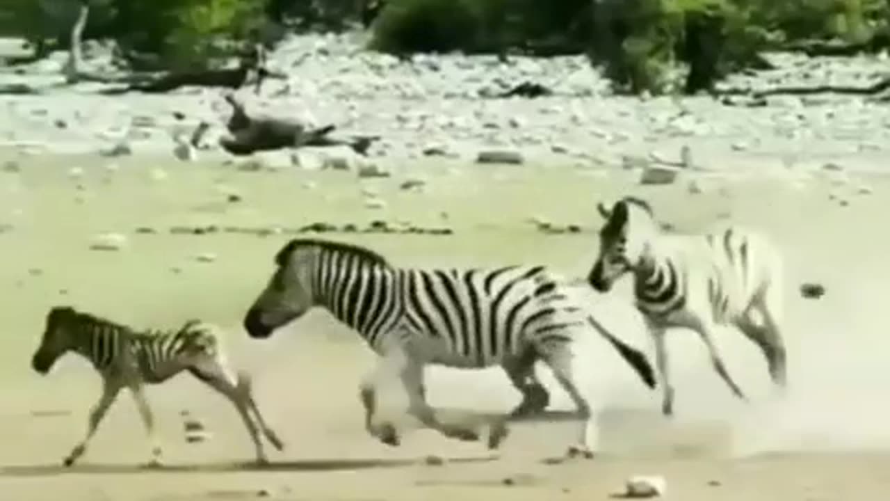 the cheetah is eventually beaten out by the race car