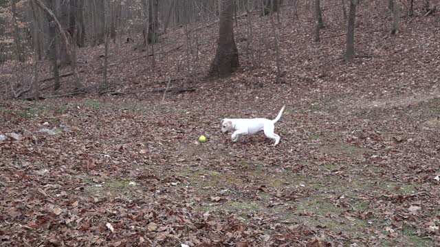look at the dog while chasing after the boll