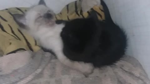 Baby cat