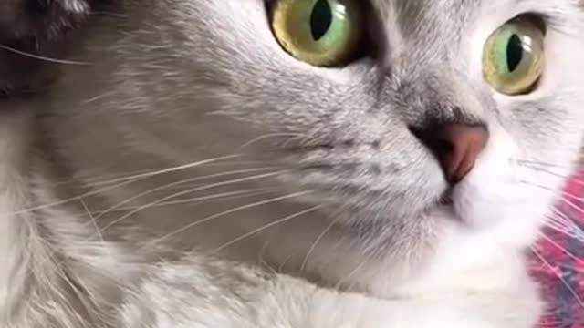 Call is cat cute sorprais 😍📞📞🙀😻😂