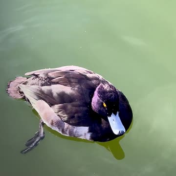 Most Beautiful Birds in Nature 03