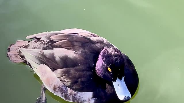 Most Beautiful Birds in Nature 03