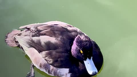 Most Beautiful Birds in Nature 03