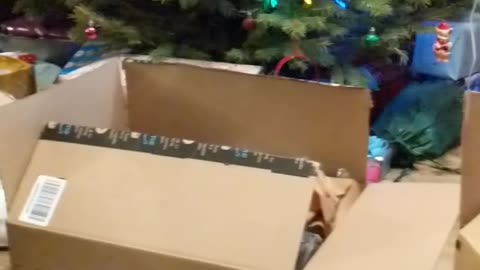 Cat Picks His Favorite Box