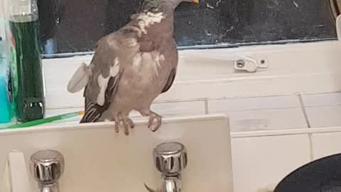 Man Freaks at Pigeon in Apartment