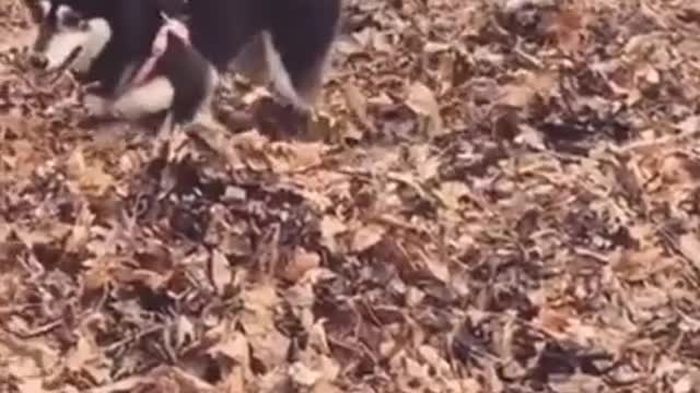 The dog has always been a big lover with his head held high