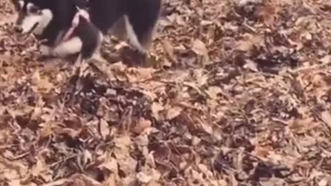 The dog has always been a big lover with his head held high