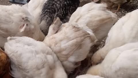 Best chicken