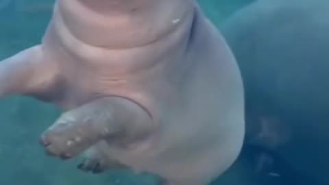 CUTE BABY HIPPO ENJOY SWIMMING ❤️😂