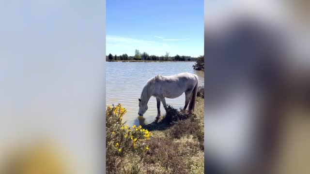 AH THAT FOALS GOOD: My Tickled Pony Uses Its Horse Sense