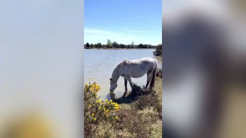 AH THAT FOALS GOOD: My Tickled Pony Uses Its Horse Sense