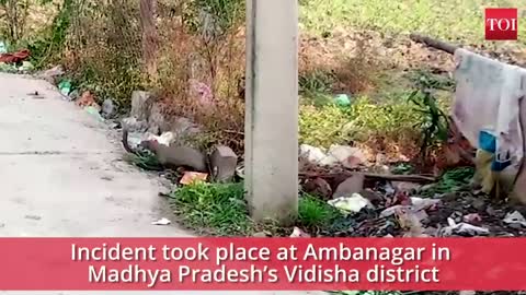 What happened when a mongoose encountered a cobra