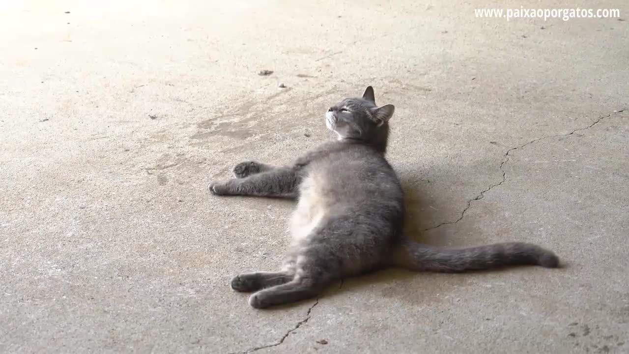 8 Dicas Sobre Como Dar Banho Em Seu Gato