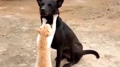 Cute cats dog