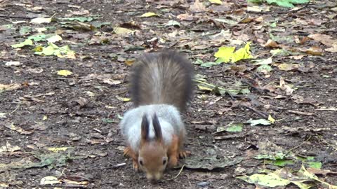 What do squirrels eat
