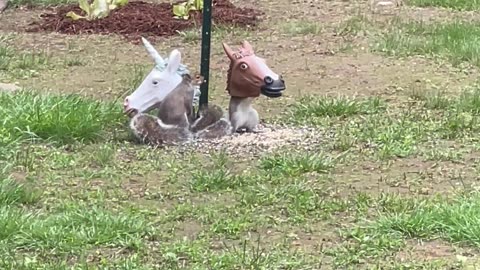 Unicorn Mask Squirrel Feeder