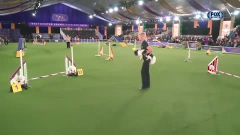 350 dog show amazing dog show very nice