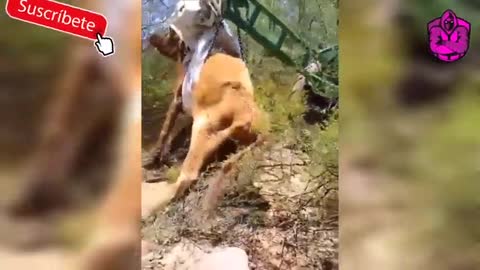 Ganado muere de sed en Chihuahua graba y denuncia campesino a AMLO