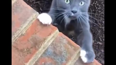 Funniest Cats- Don't try to hold back Laughter