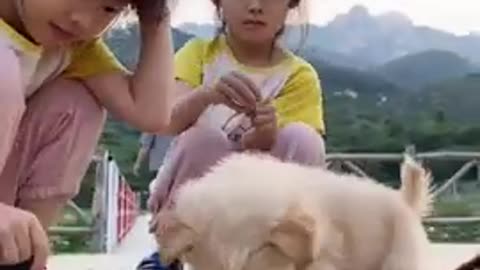 Two baby girl funny video animal