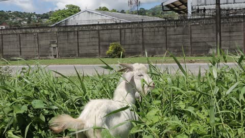 A goat on the Bus Route