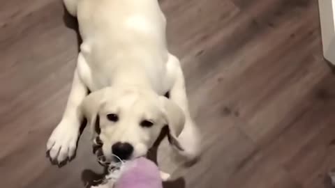 Funny puppies