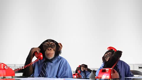Funny Monkeys