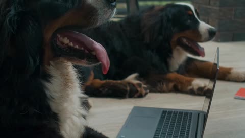dogs-lying-on-the-floor-