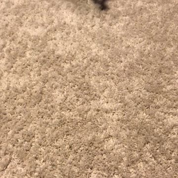 Dog Plays with Socks Like They're Everything