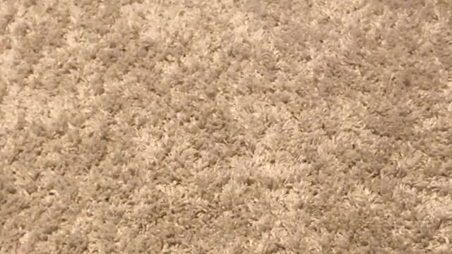 Dog Plays with Socks Like They're Everything