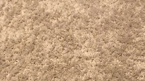 Dog Plays with Socks Like They're Everything