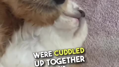 This cat and dog are best friends 😭❤️