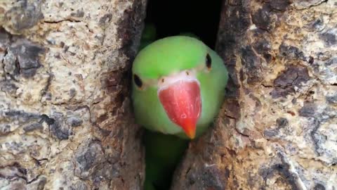 Beautiful parrot