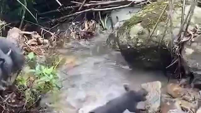 Brave pig 🐷🐷🐷 children, what a guts