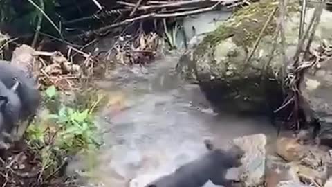 Brave pig 🐷🐷🐷 children, what a guts