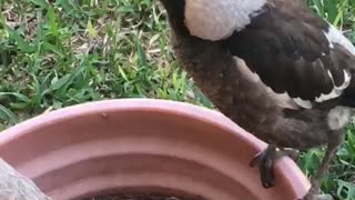 Pet Magpie Thinks She's a Rooster