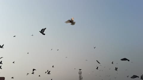 Nature and Bird's