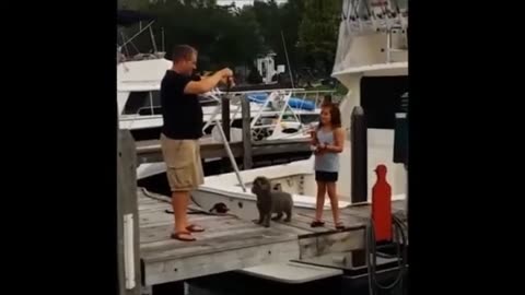 ULTIMATE|| Animal Compilation || Funny Fails || viral || comedy