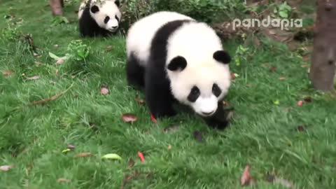 The cute panda is so adorable episode 2