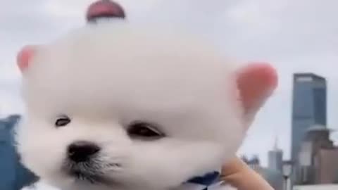 Cute And Funny Pomeranian In A Bucket | Smart Dog | Lovely Pet