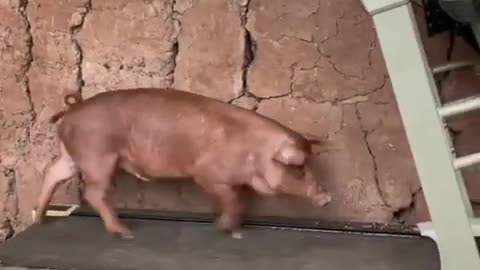 Smart pig🐖 this is very smart
