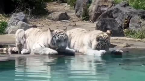 Tiger summer
