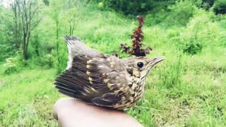 finch grouse
