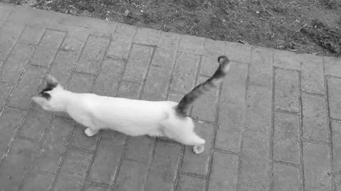 WILD CAT BEASTS OF CUBA