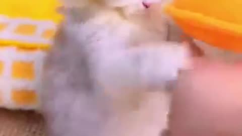 animals_cute 29