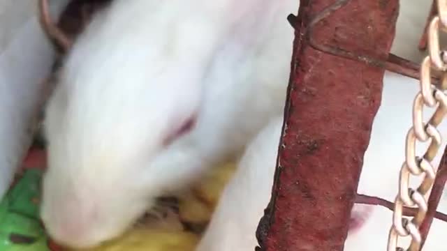 little rabbits are eating candy well