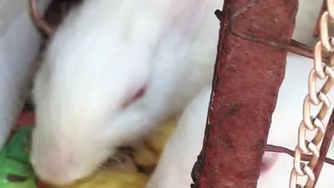 little rabbits are eating candy well