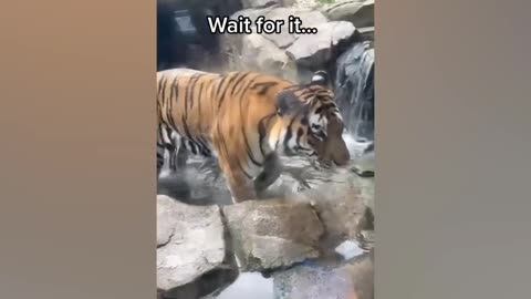 Top best 😂🤣 funny fails animal funny moments