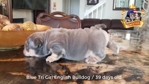 hermoso cachorro bulldog ingles