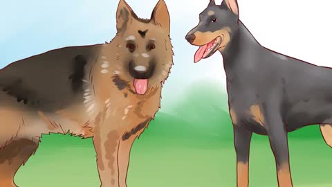 6 Easy Steps To Train a Guard Dog